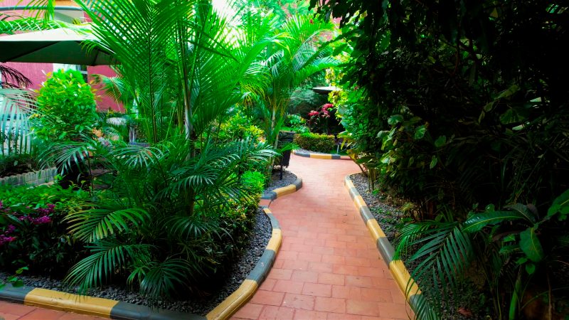 Palm lined garden path